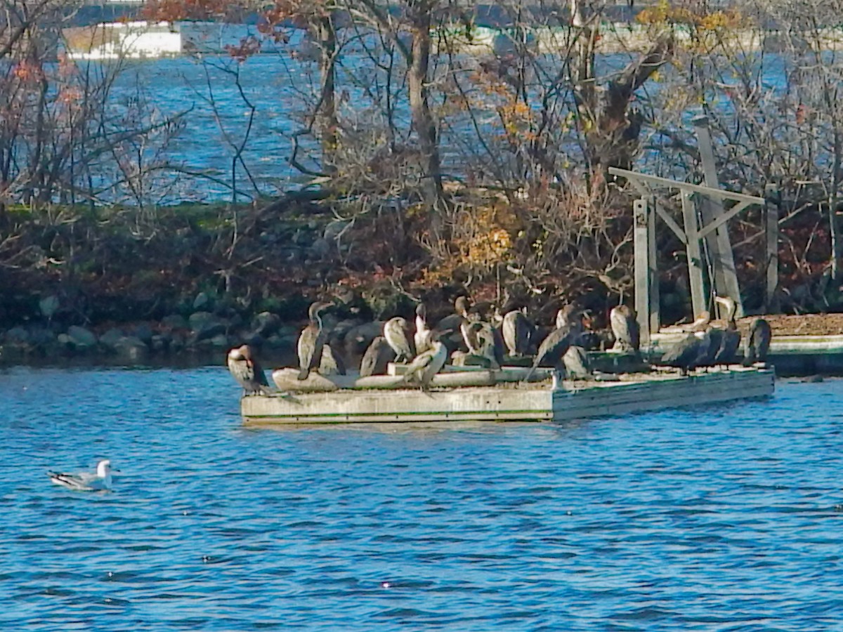 Double-crested Cormorant - ML646205379
