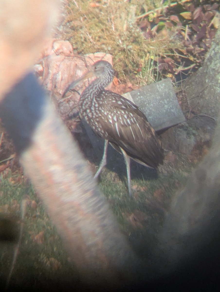 Limpkin (Speckled) - ML646205384