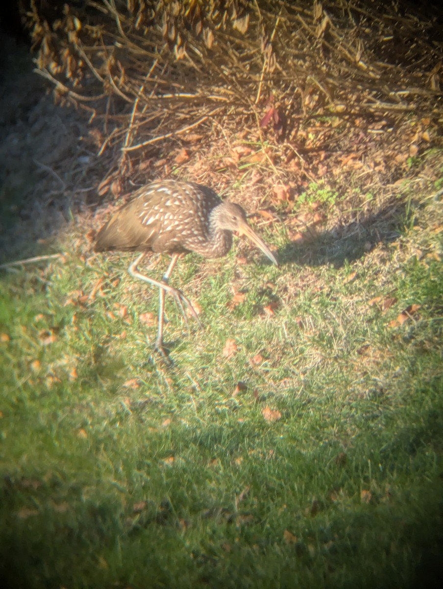 Limpkin (Speckled) - ML646205385