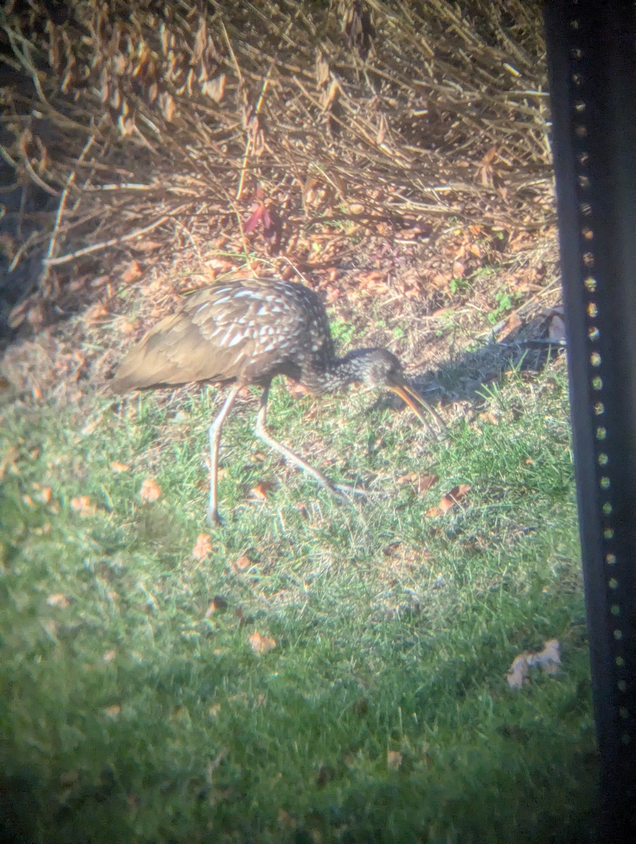 Limpkin (Speckled) - ML646205386