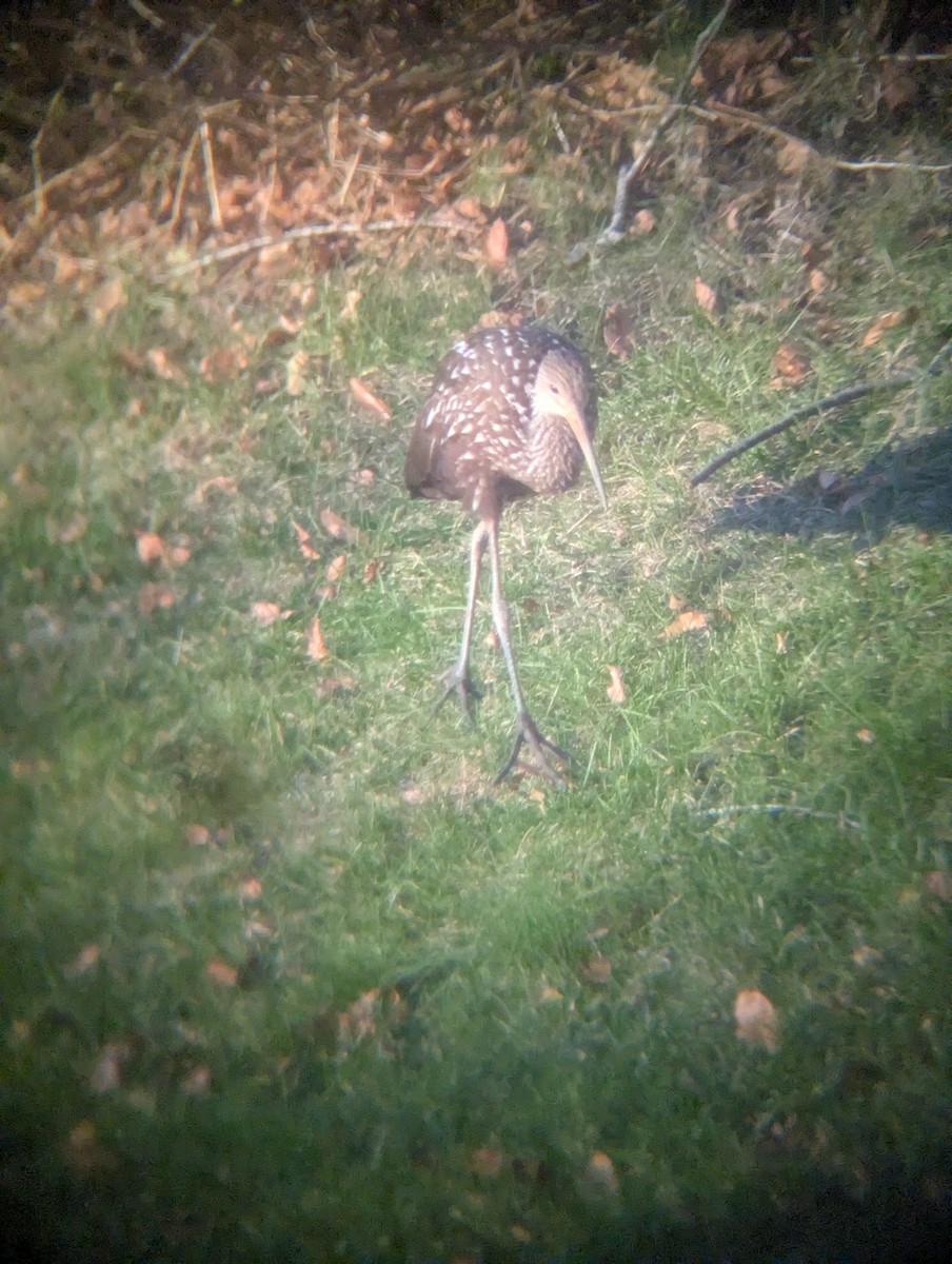 Limpkin (Speckled) - ML646205387