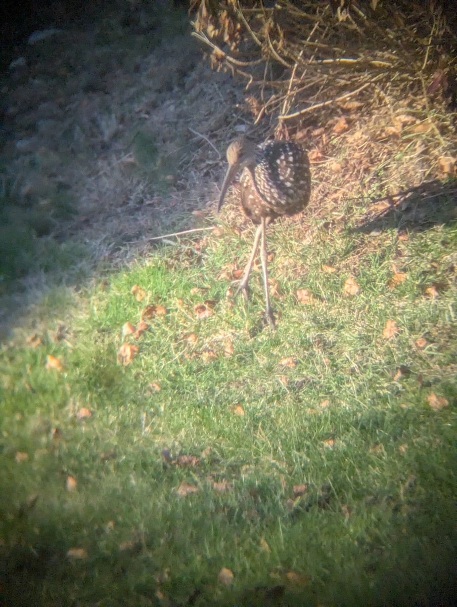 Limpkin (Speckled) - ML646205388