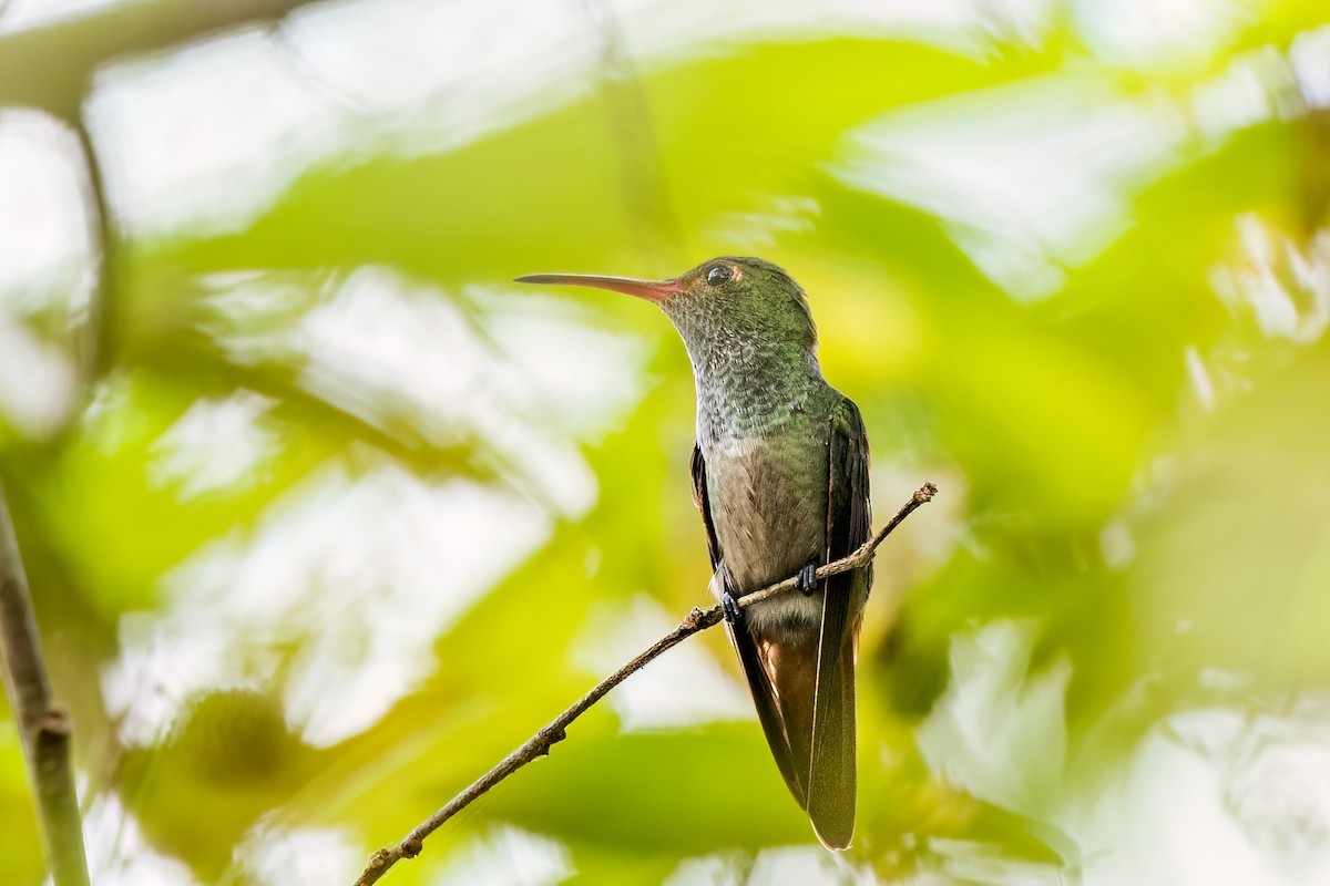 Rufous-tailed Hummingbird - ML646205390