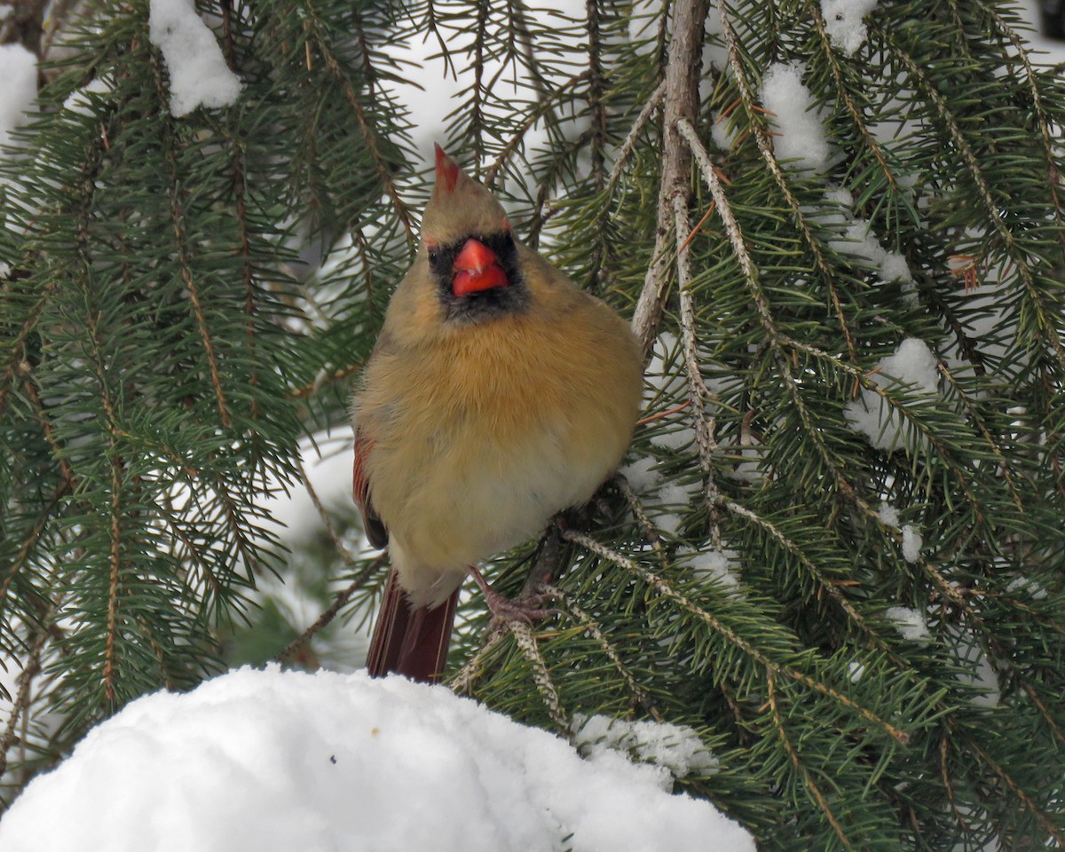 Northern Cardinal - ML646205391