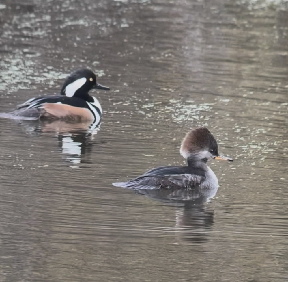Hooded Merganser - ML646205392