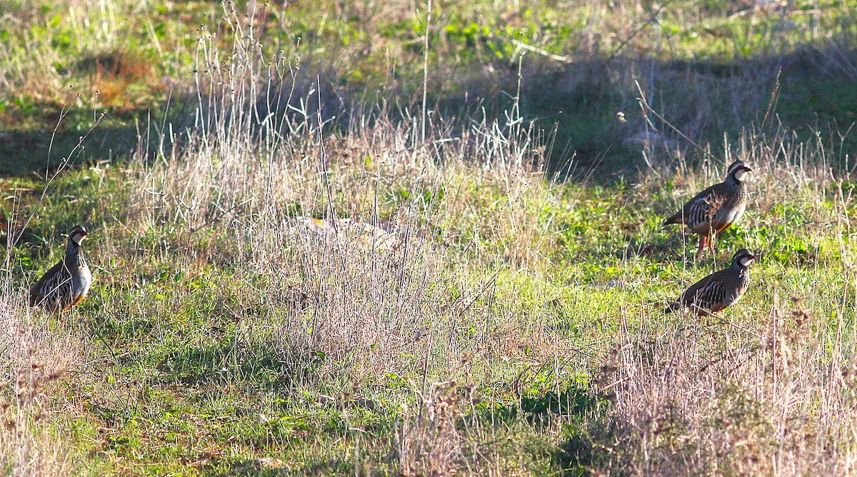 Red-legged Partridge - ML646205395