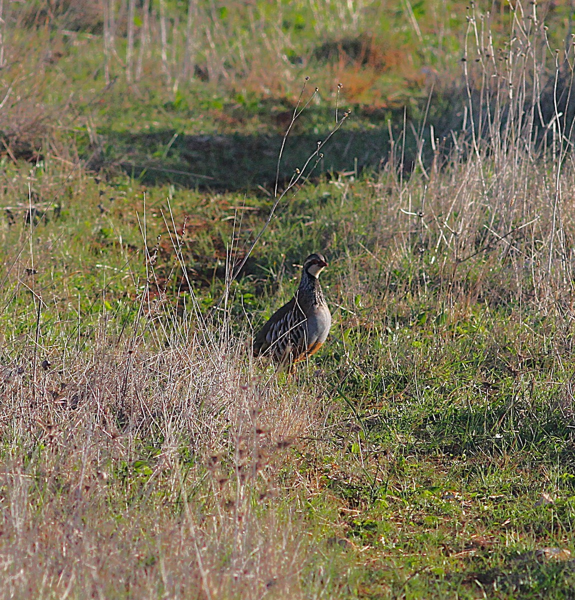 Red-legged Partridge - ML646205401