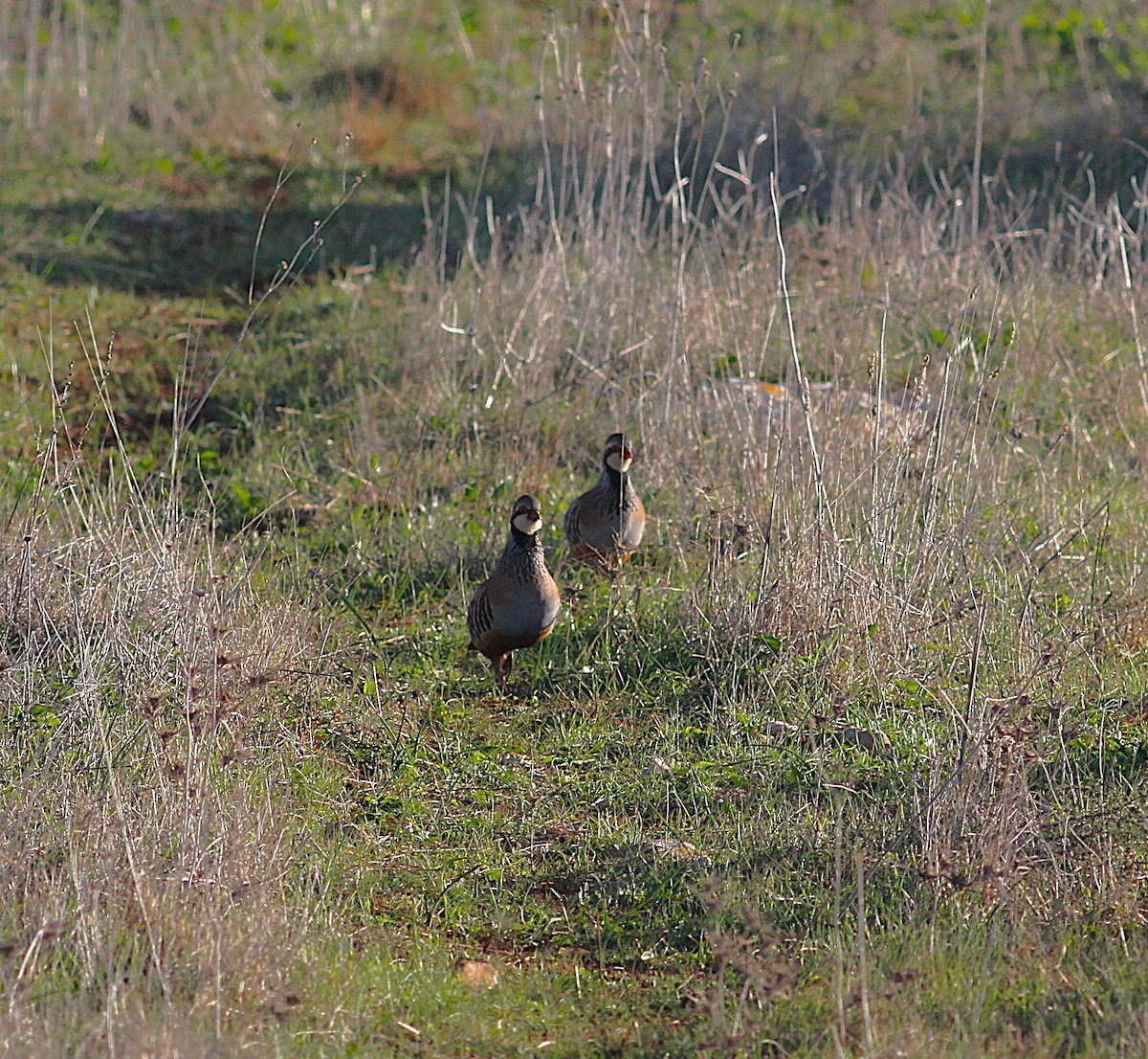 Red-legged Partridge - ML646205403