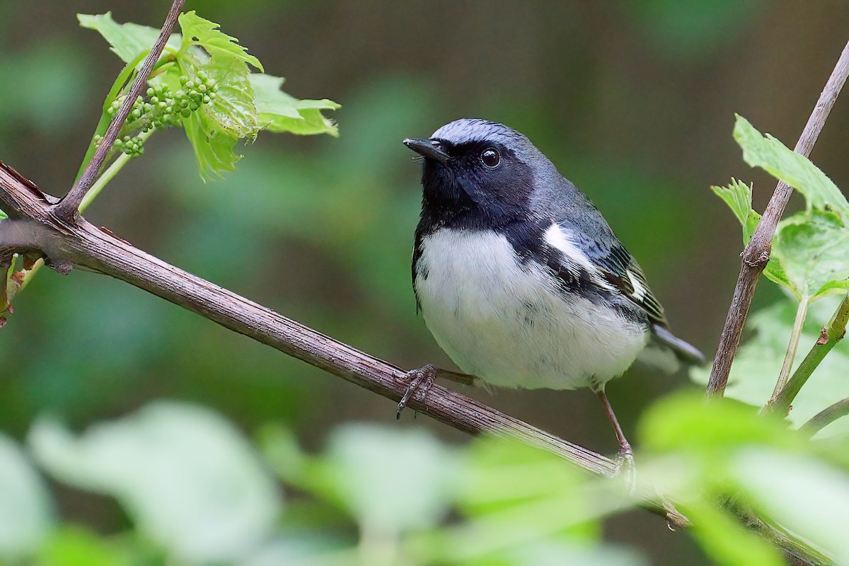Black-throated Blue Warbler - ML646205404