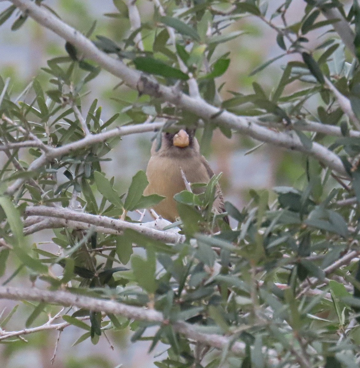 Pyrrhuloxia - ML646205405