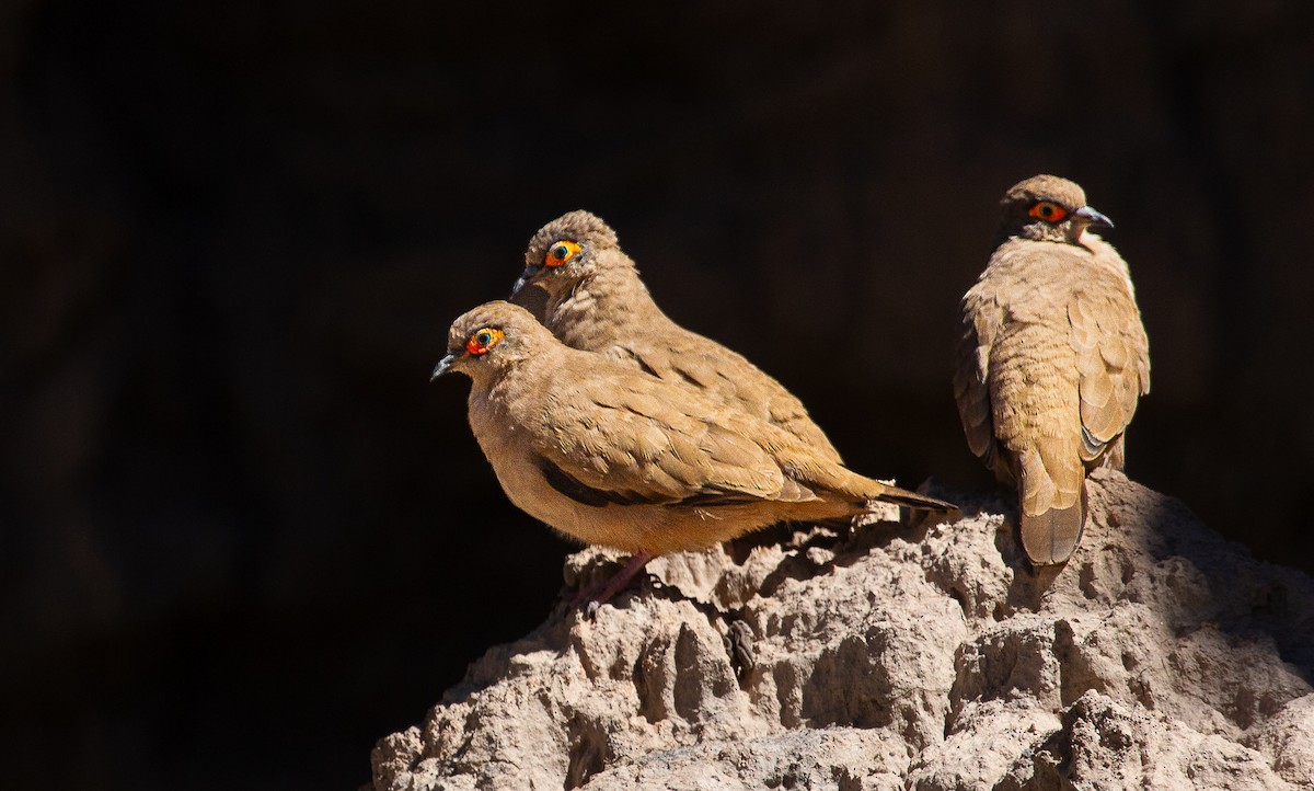 holoubek brýlatý - ML646205407