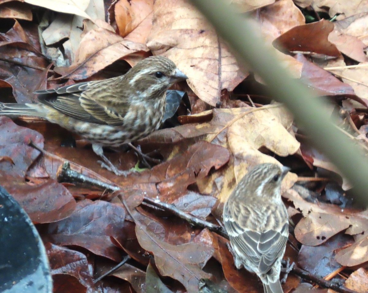 Purple Finch - ML646205427