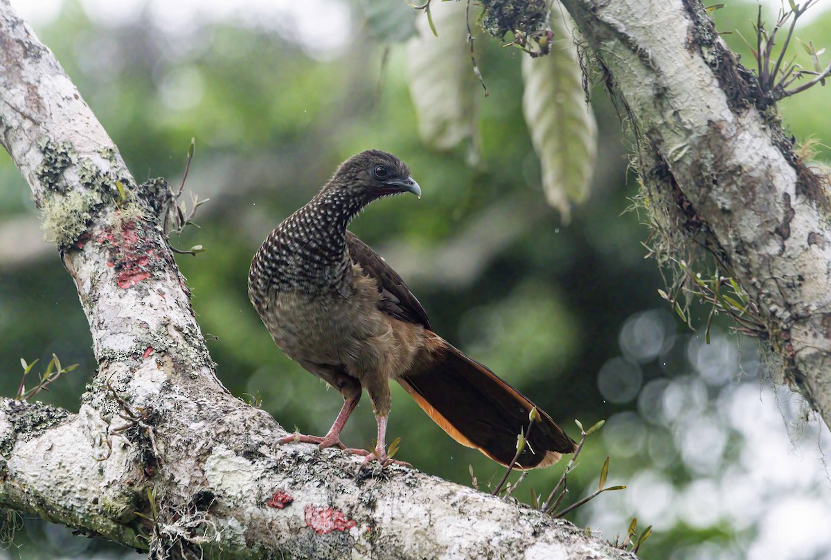 čačalaka kropenatá - ML646205440