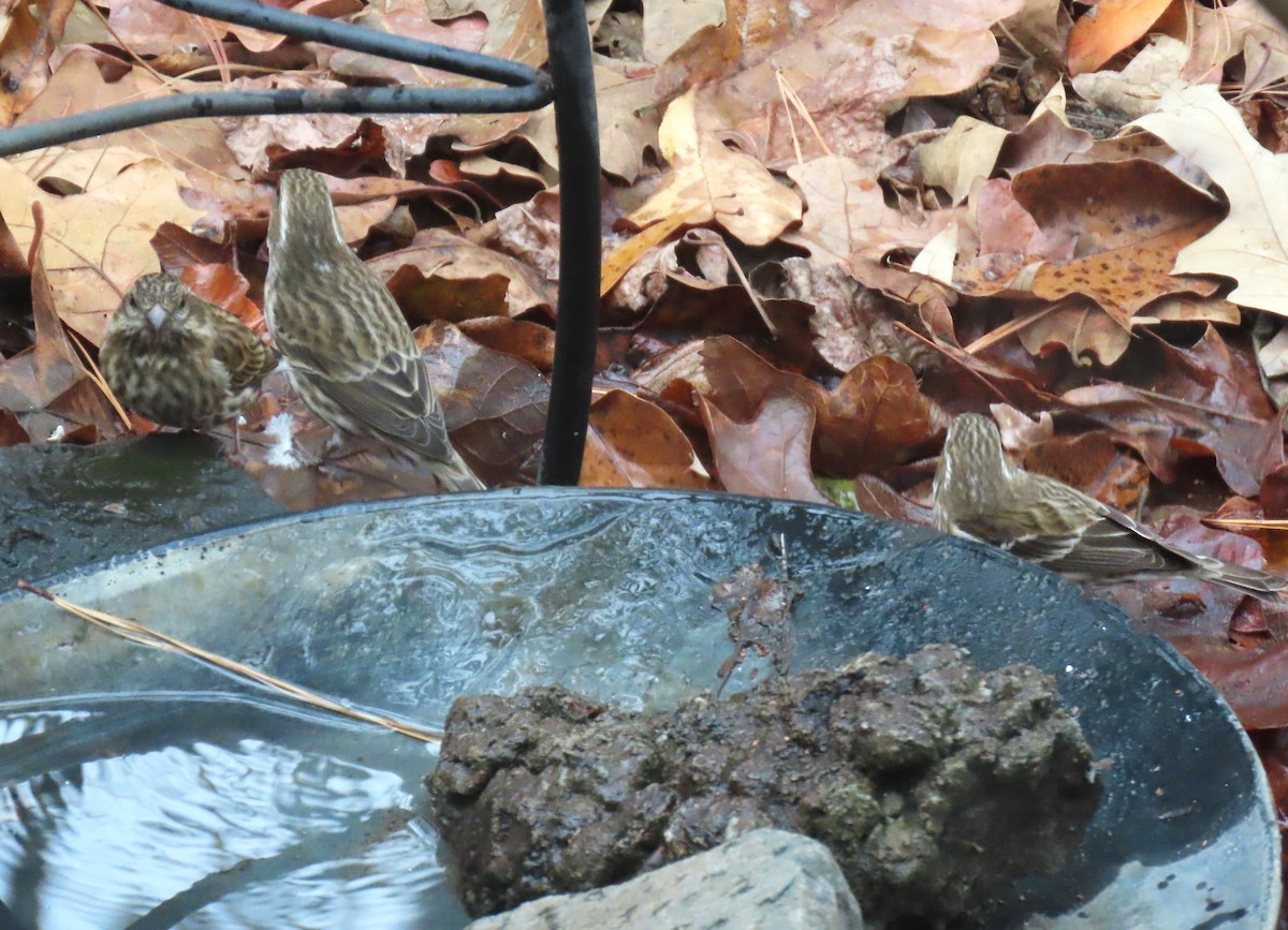 Purple Finch - ML646205443