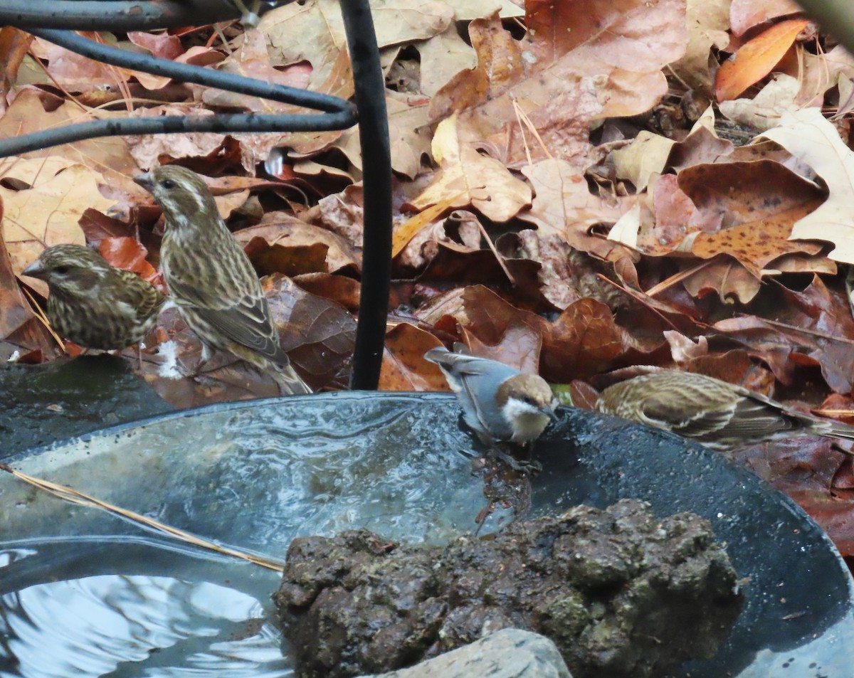 Purple Finch - ML646205444