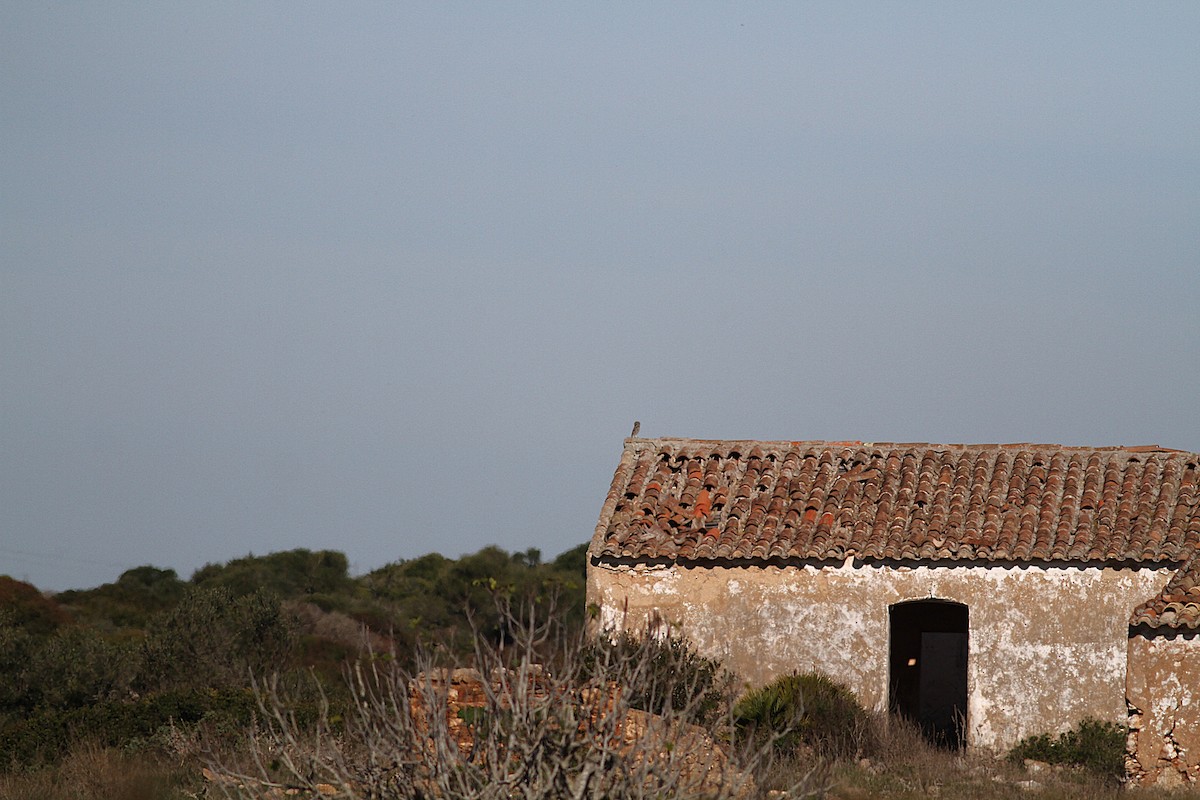 Little Owl - ML646205457