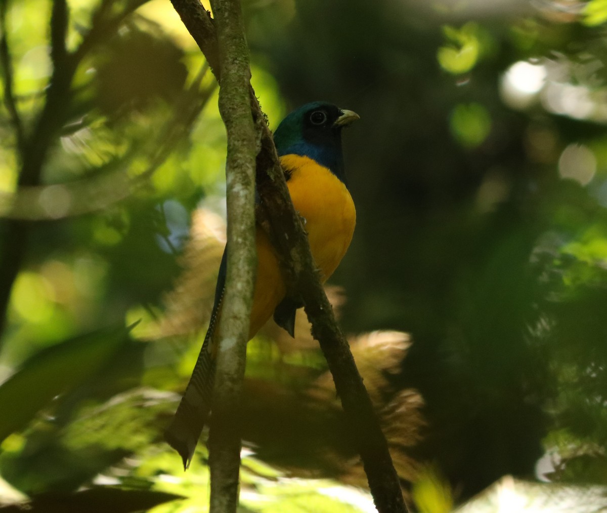 Atlantic Black-throated Trogon - ML646205462