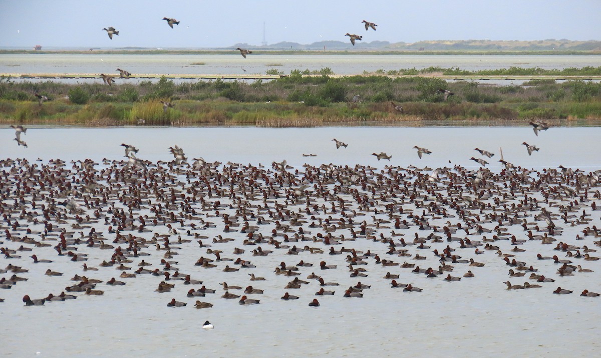 Redhead - ML646205465