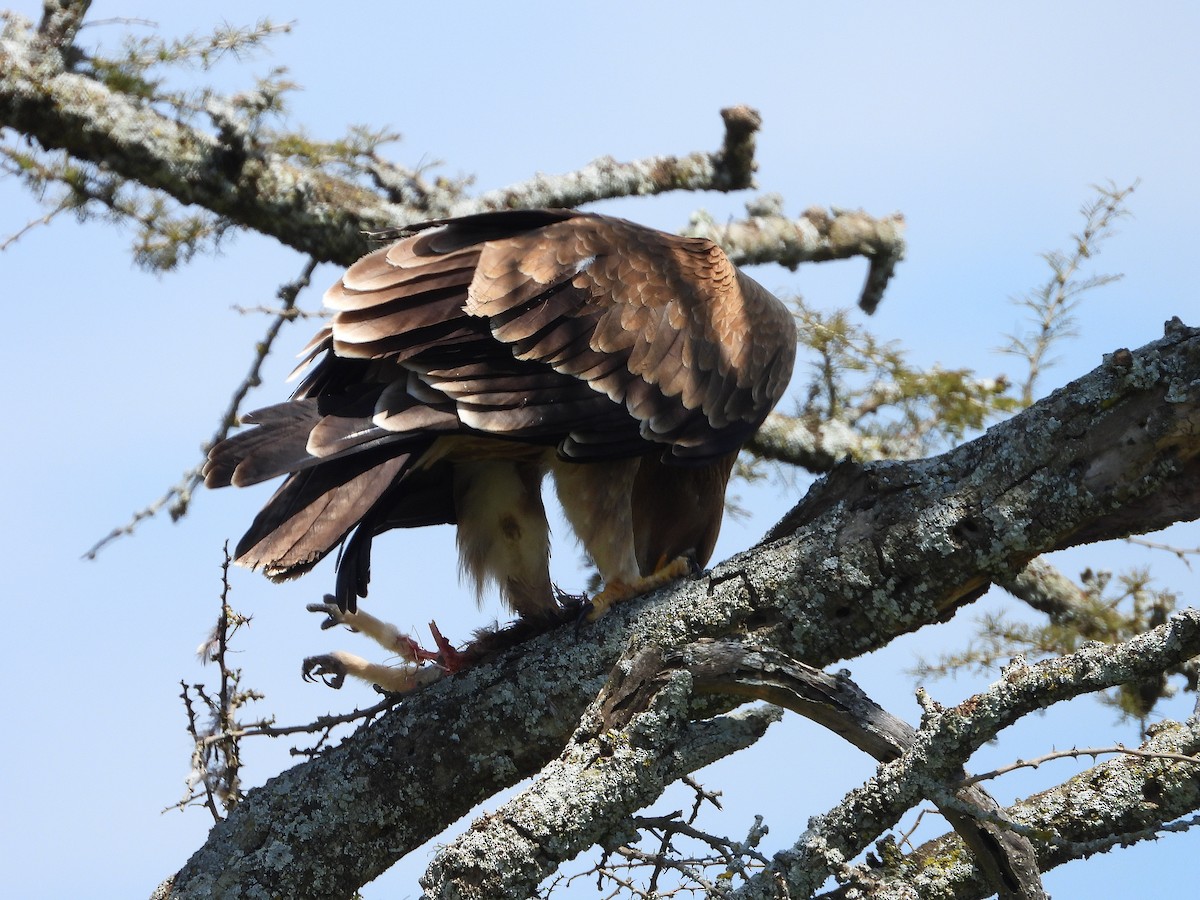 Tawny Eagle - ML646205470