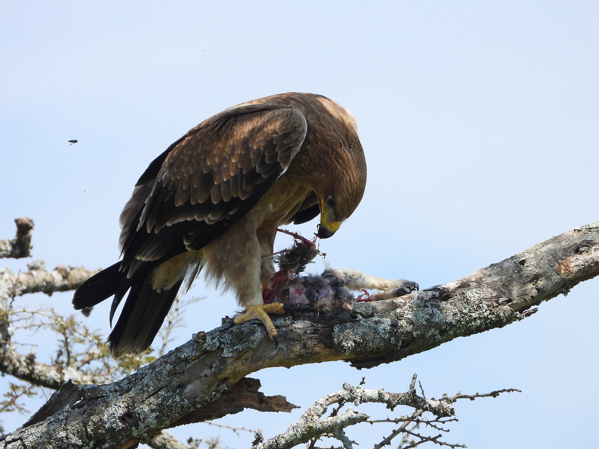 Tawny Eagle - ML646205471