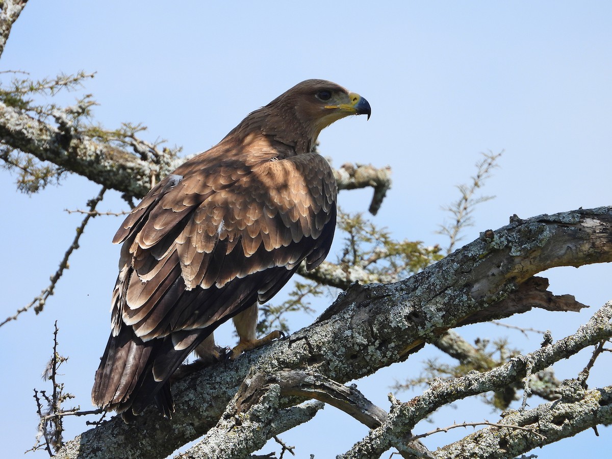 Tawny Eagle - ML646205472