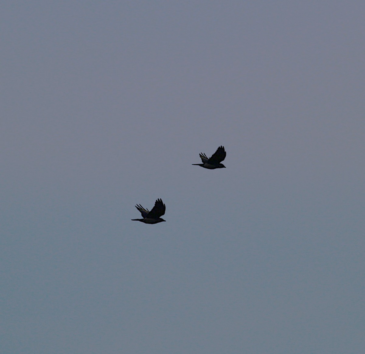 Eurasian Jackdaw - ML646205478