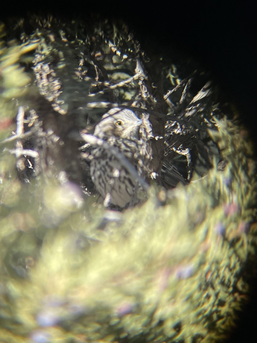 Sage Thrasher - ML646205484