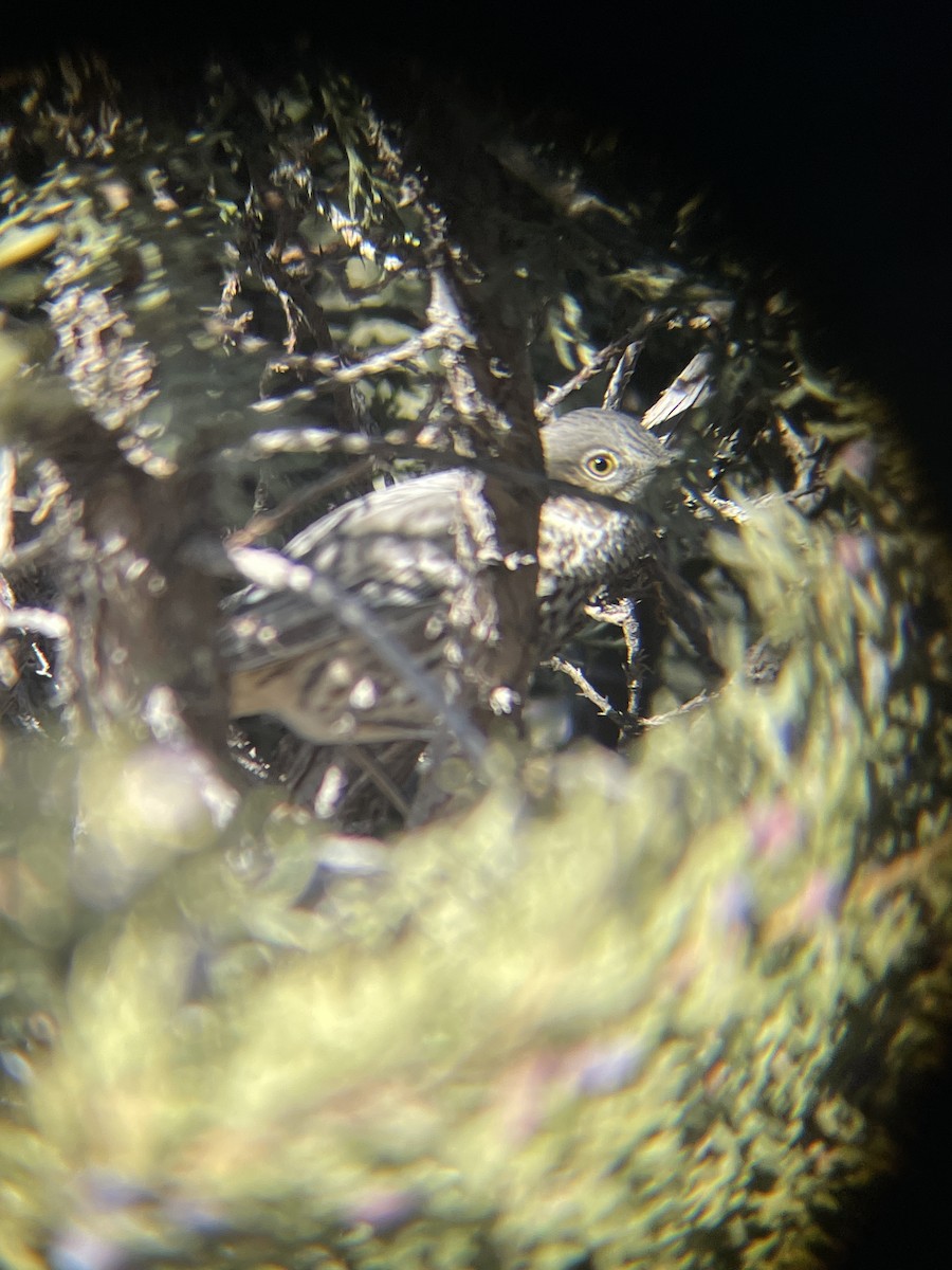 Sage Thrasher - ML646205485