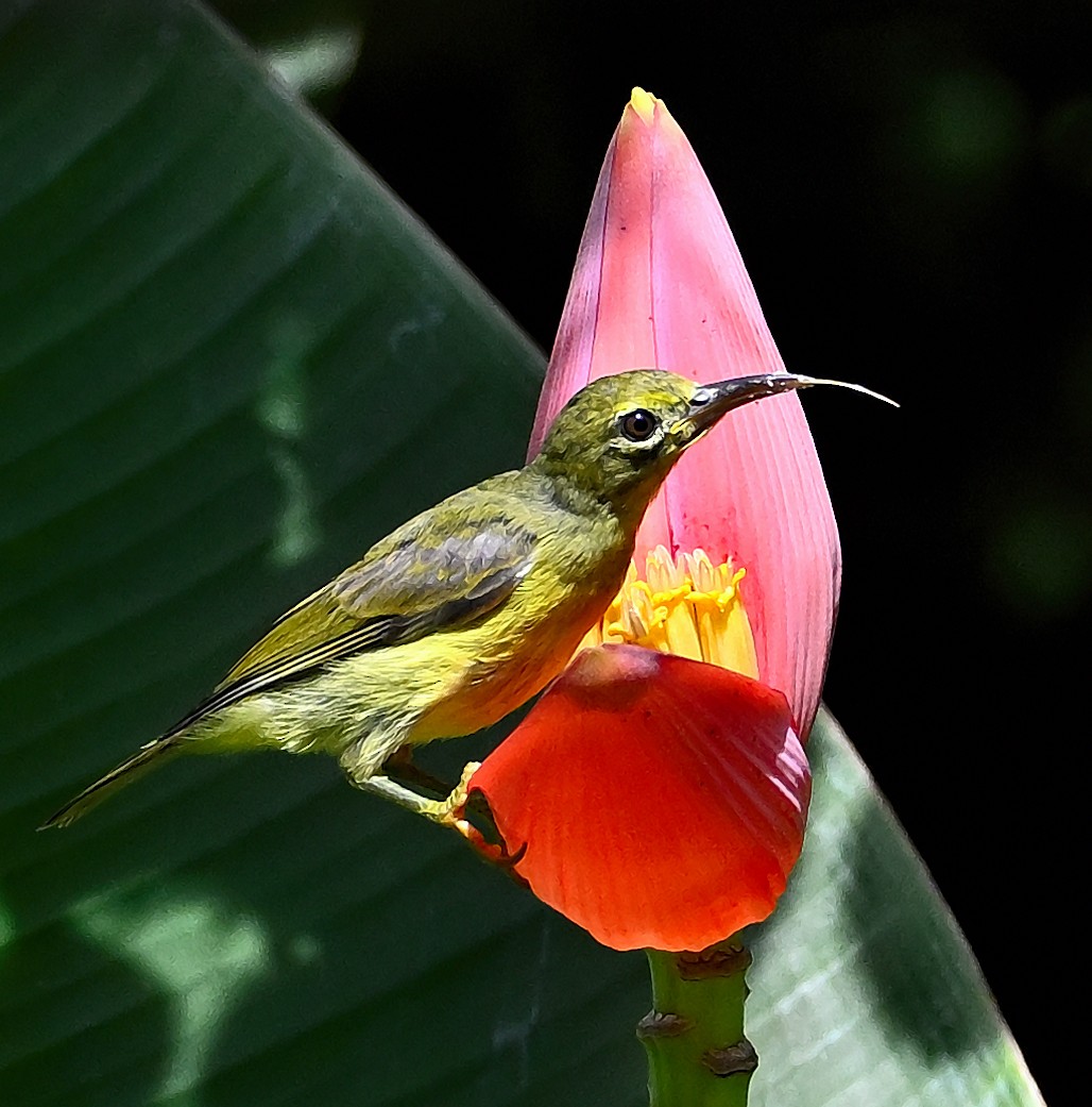 Brown-throated Sunbird - ML646205486
