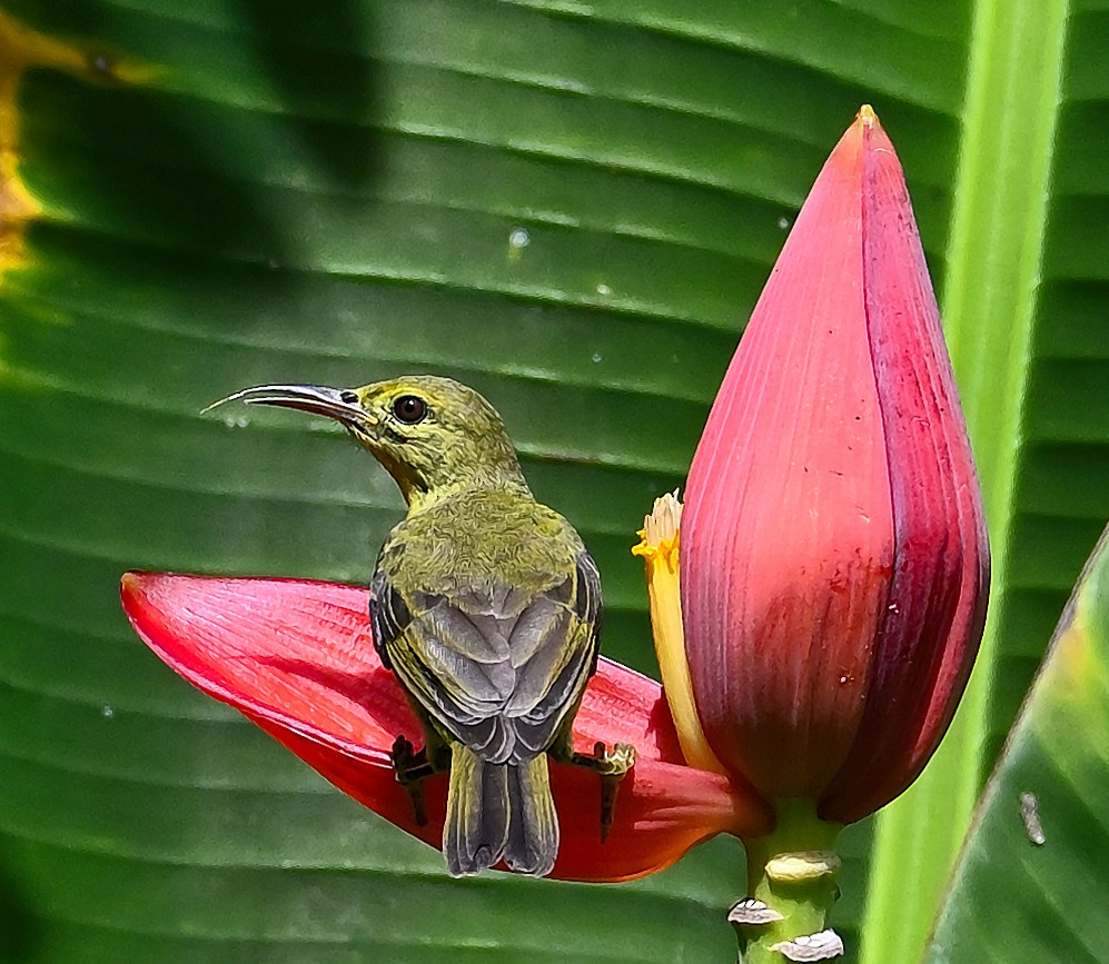 Brown-throated Sunbird - ML646205487