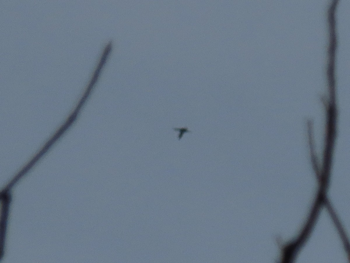 Common Loon - ML646205490