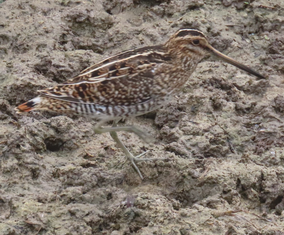 Wilson's Snipe - ML646205494
