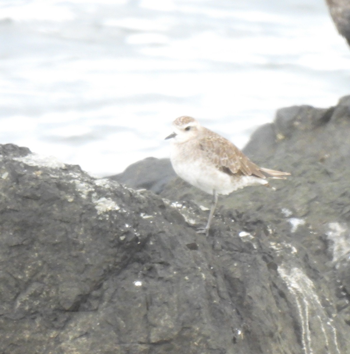 Urre-txirri amerikarra - ML646205495