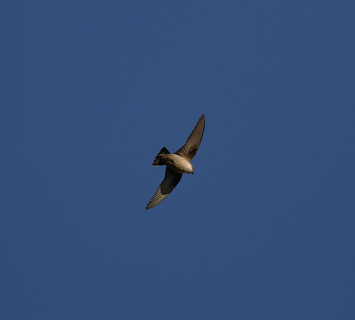 Eurasian Crag-Martin - ML646205496