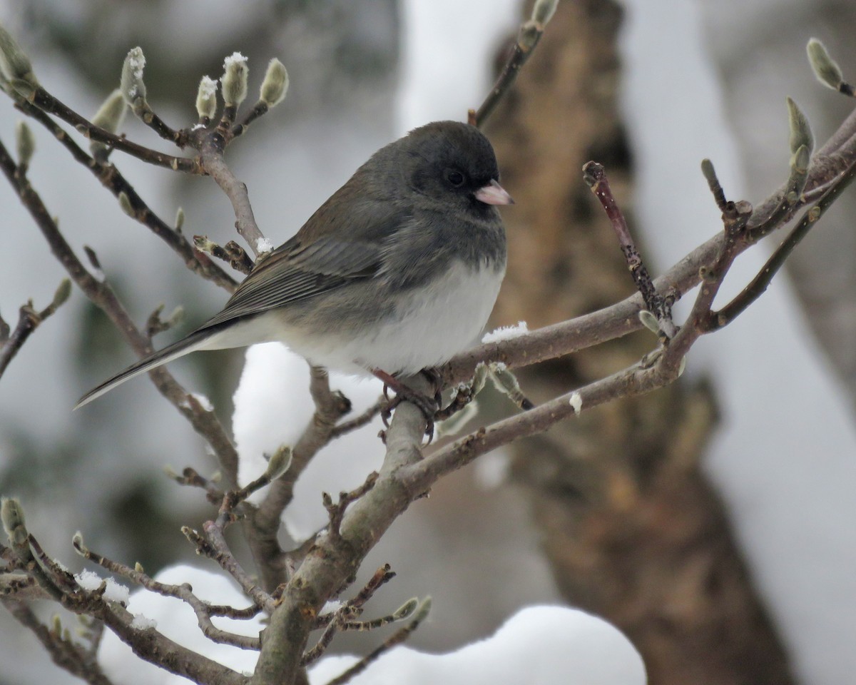 Dark-eyed Junco - ML646205499