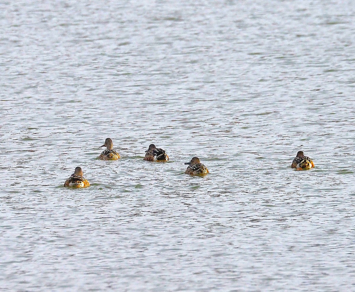 Northern Shoveler - ML646205500