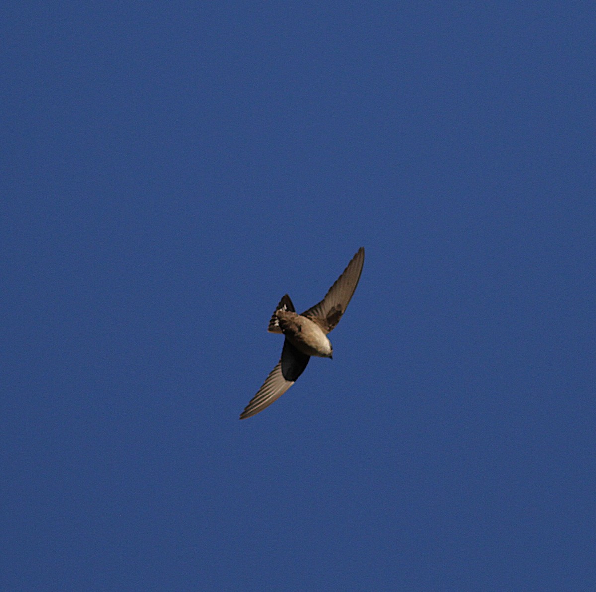 Eurasian Crag-Martin - ML646205501