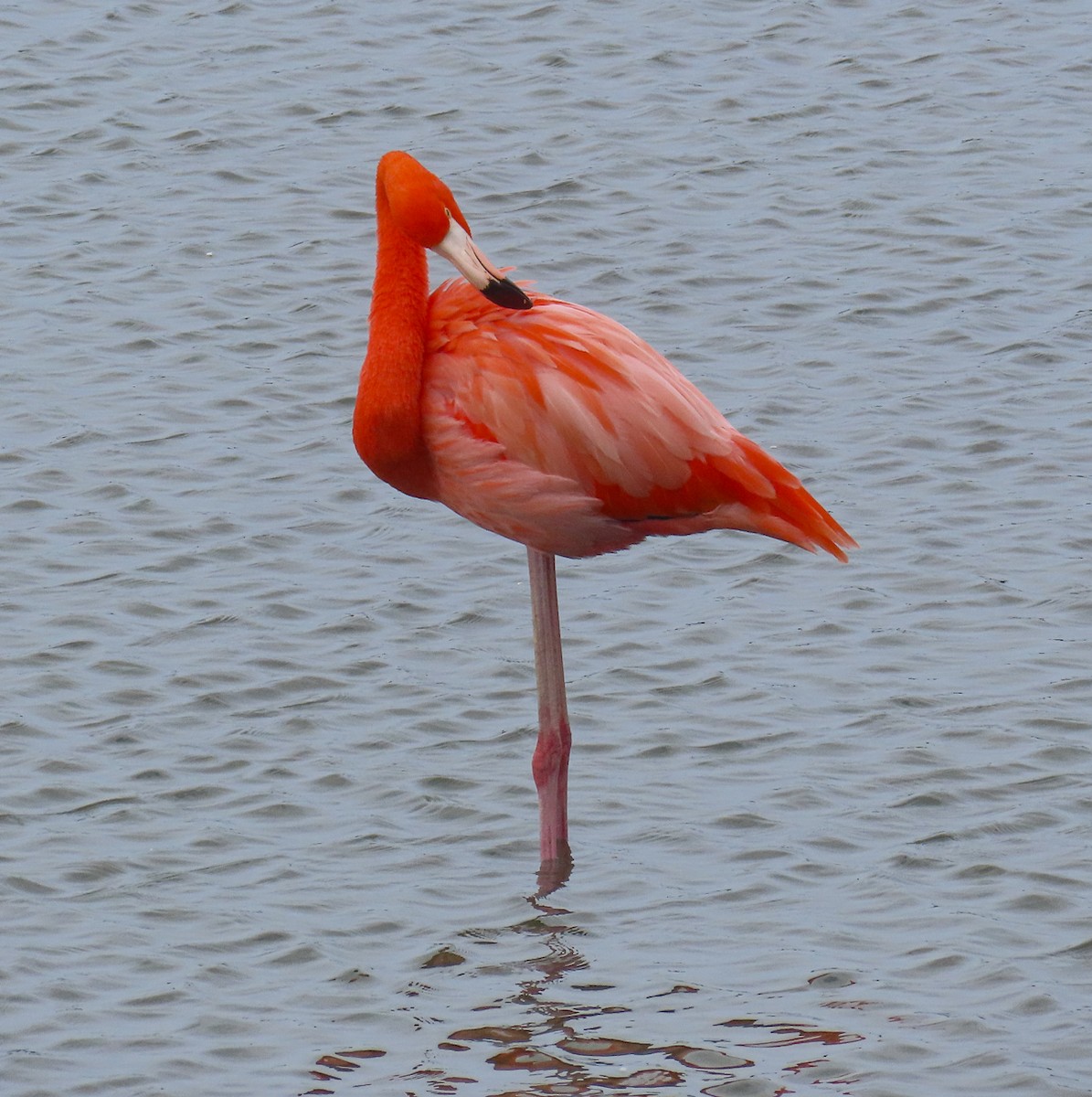 American Flamingo - ML646205520