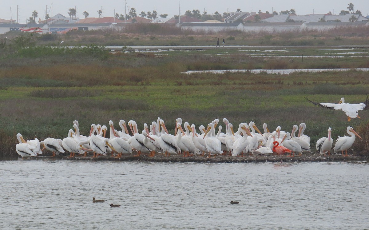 American Flamingo - ML646205521
