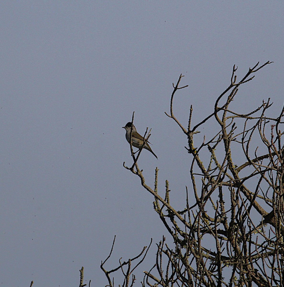 Eurasian Blackcap - ML646205527