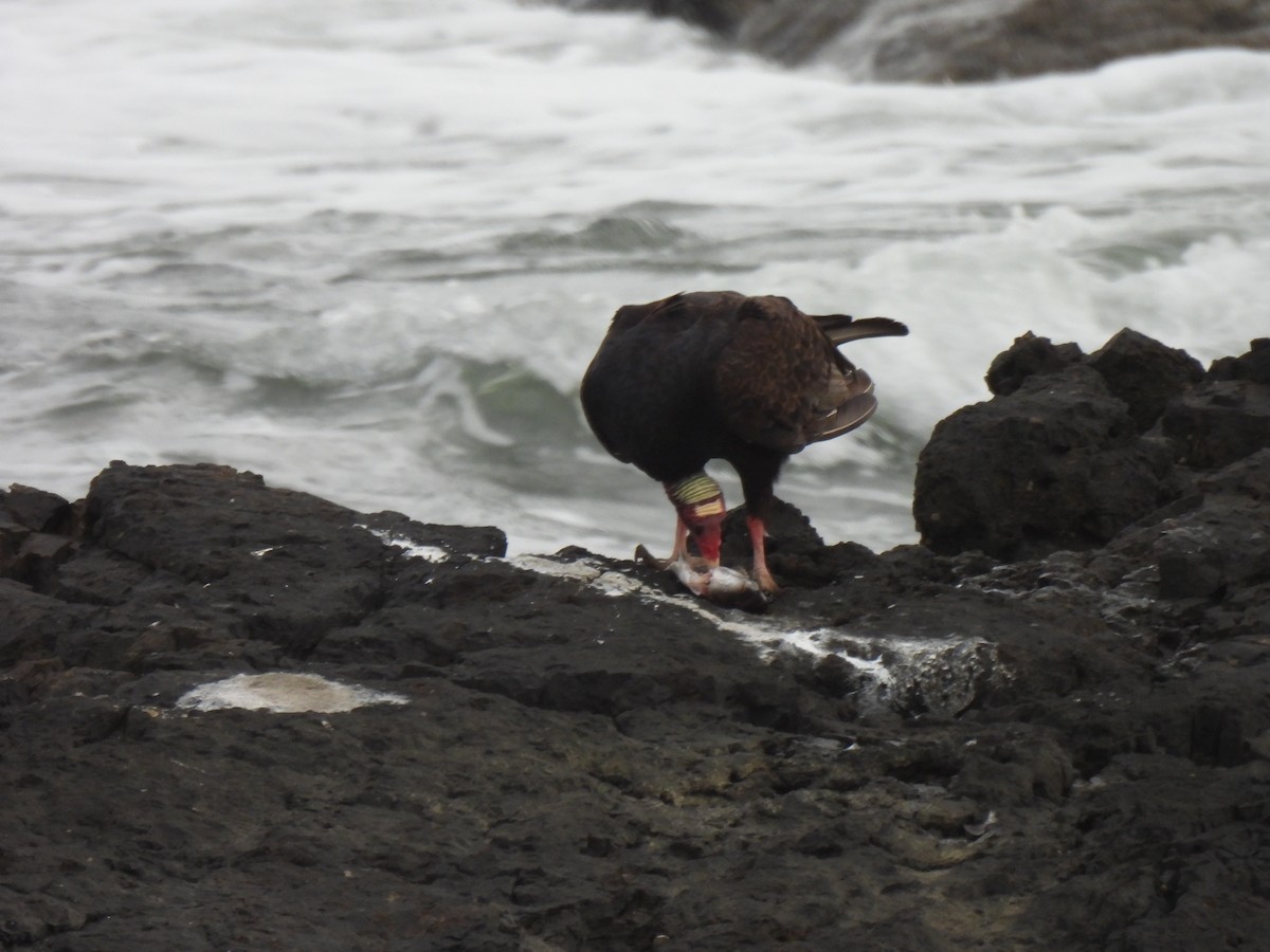 Turkey Vulture - ML646205528