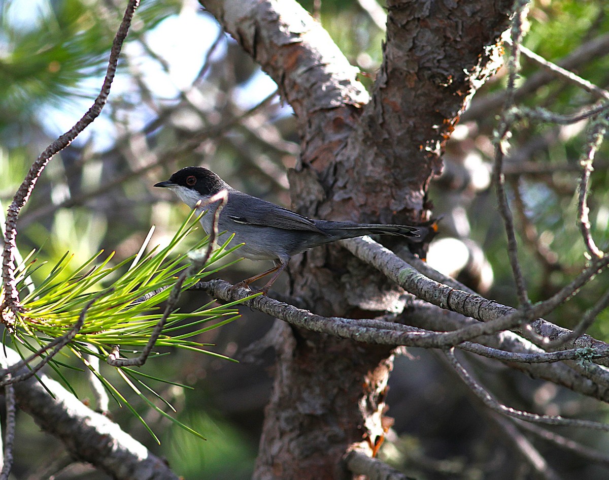 Sardinian Warbler - ML646205530