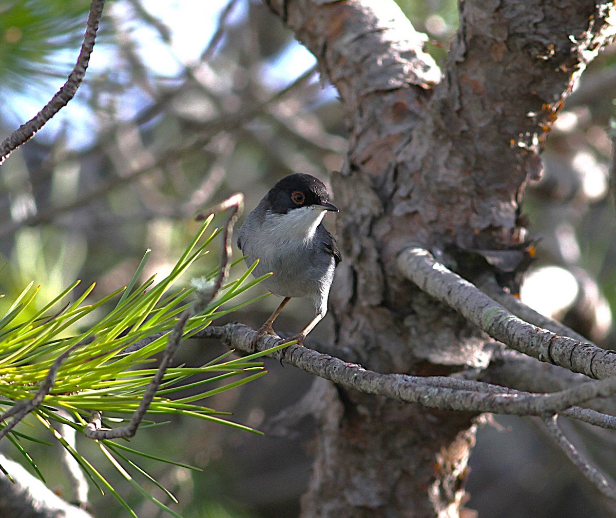 Sardinian Warbler - ML646205532