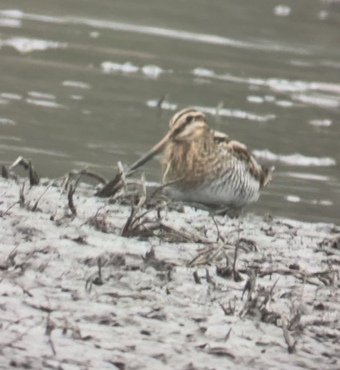 Wilson's Snipe - ML646205536