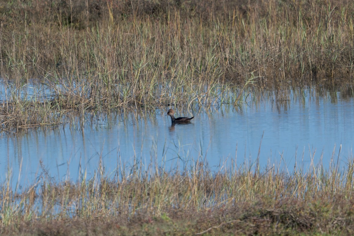 Hooded Merganser - ML646205538
