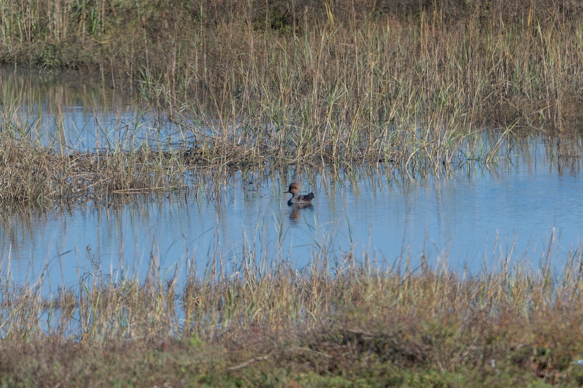 Hooded Merganser - ML646205539
