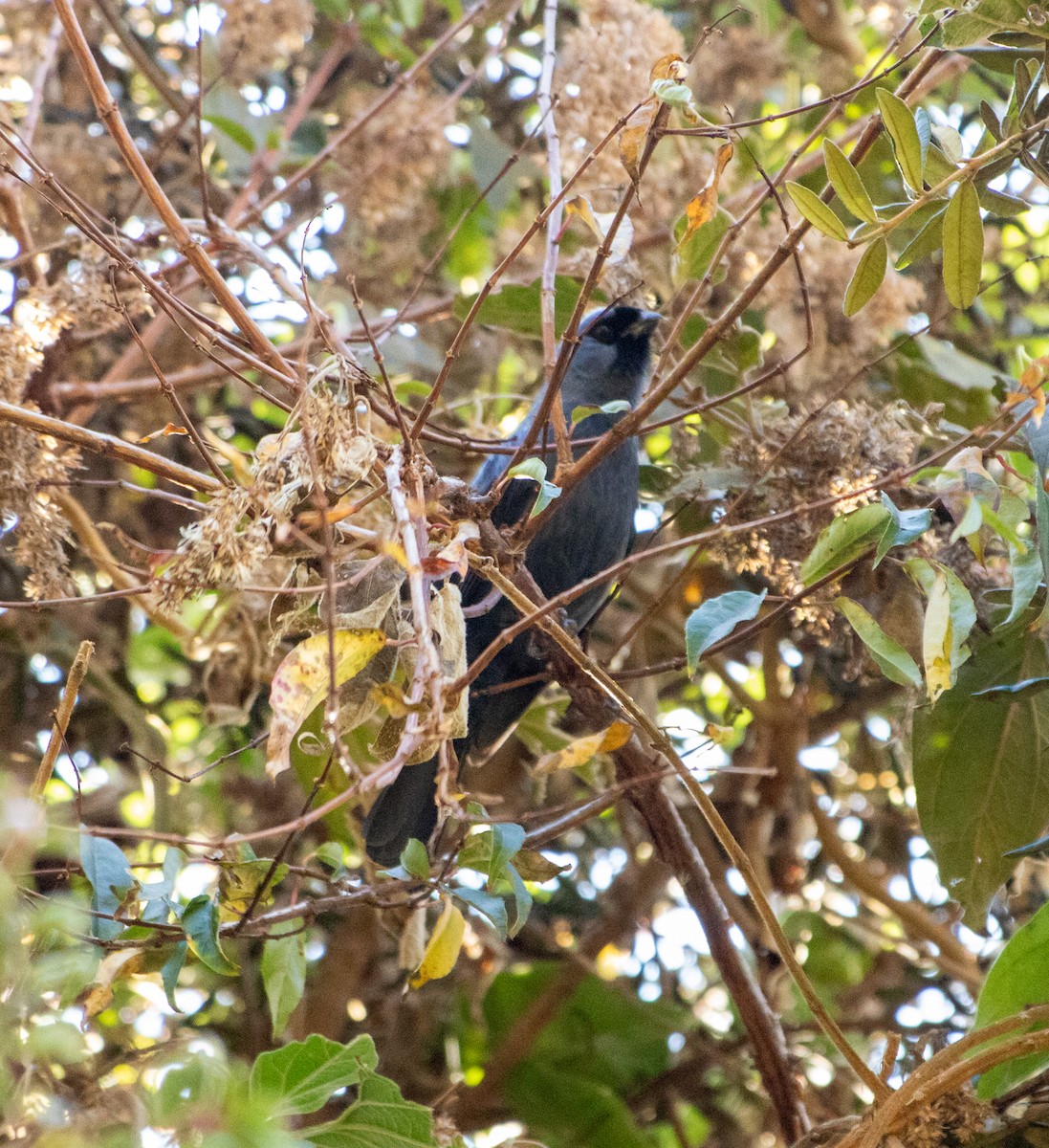 Diademed Tanager - ML646205540