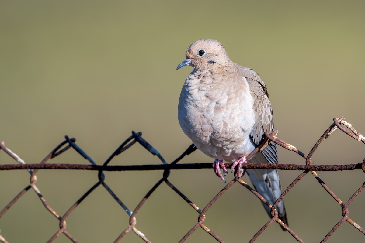Mourning Dove - ML646205552