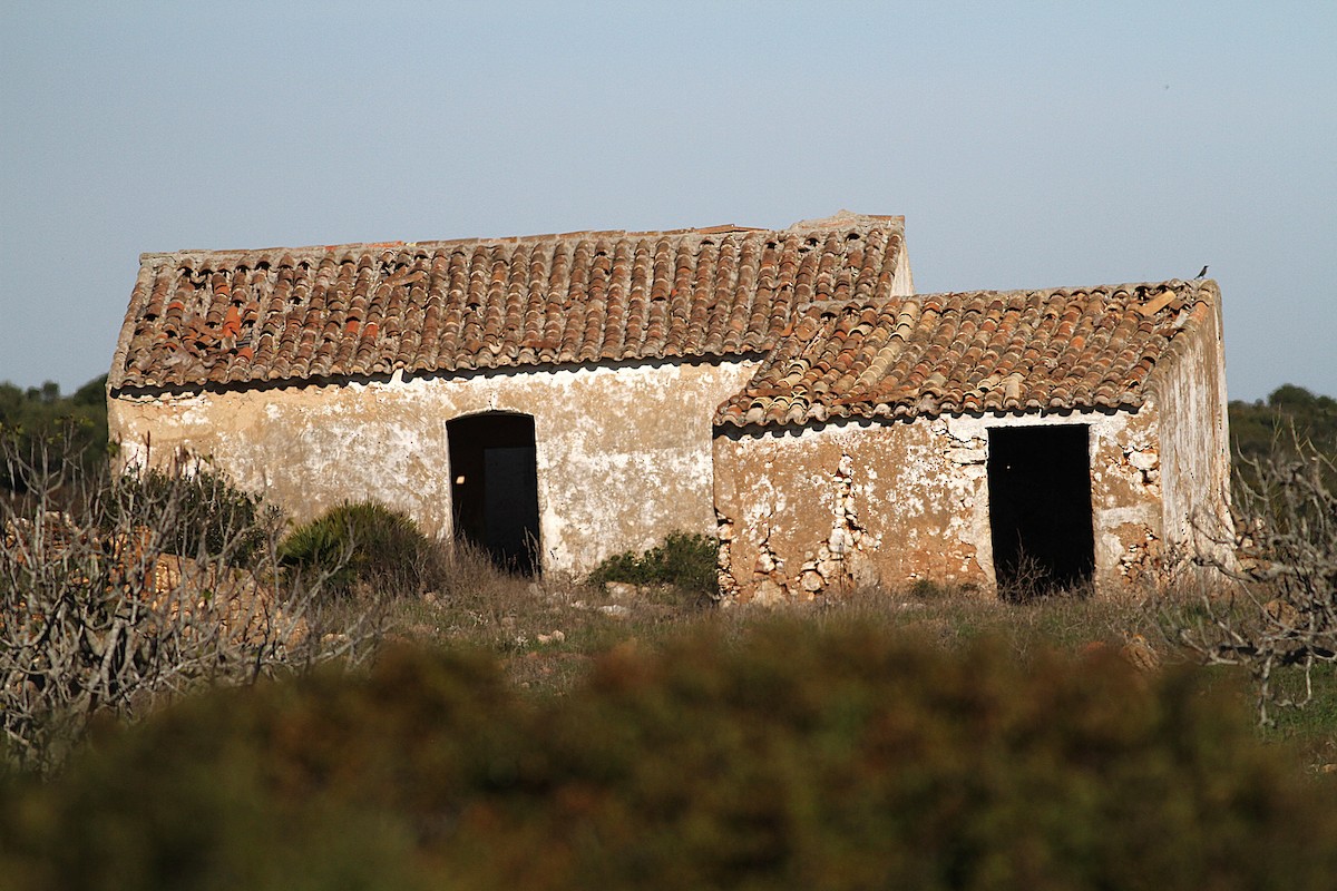 Blue Rock-Thrush - ML646205553