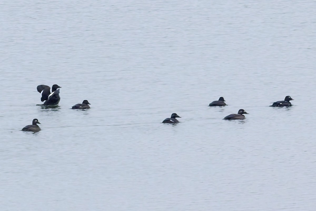 White-winged Scoter - ML646205559
